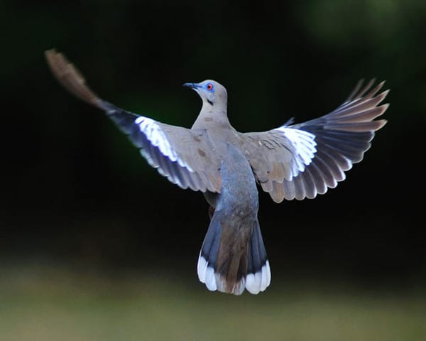 Dove Flying