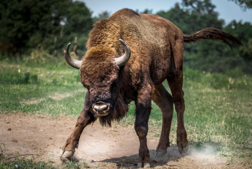 bison european 2118538 1280 1024x685 - Bullied, a Tragedy Becomes an Opportunity
