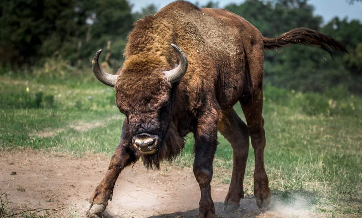 bison european 2118538 1280 1160x700 - Bullied, a Tragedy Becomes an Opportunity
