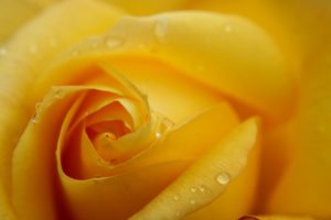 yellow rose 4251915 1920 300x200 - yellow-rose-4251915_1920